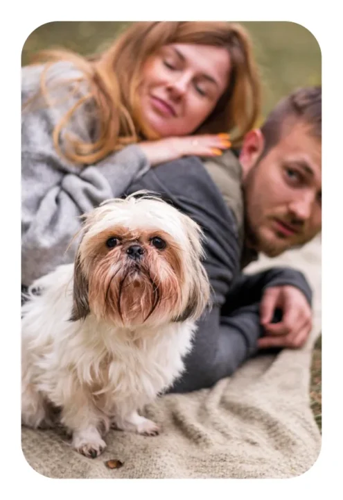 cromos personalizados con las fotos de su cachorro